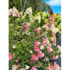 Hortenzia metlinatá (Hydrangea paniculata) ´VANILLE FRAISE´® - výška 60-80 cm, kont. C1,5L